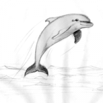 Delfin sw