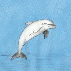 Krafttiere Delfin - 0